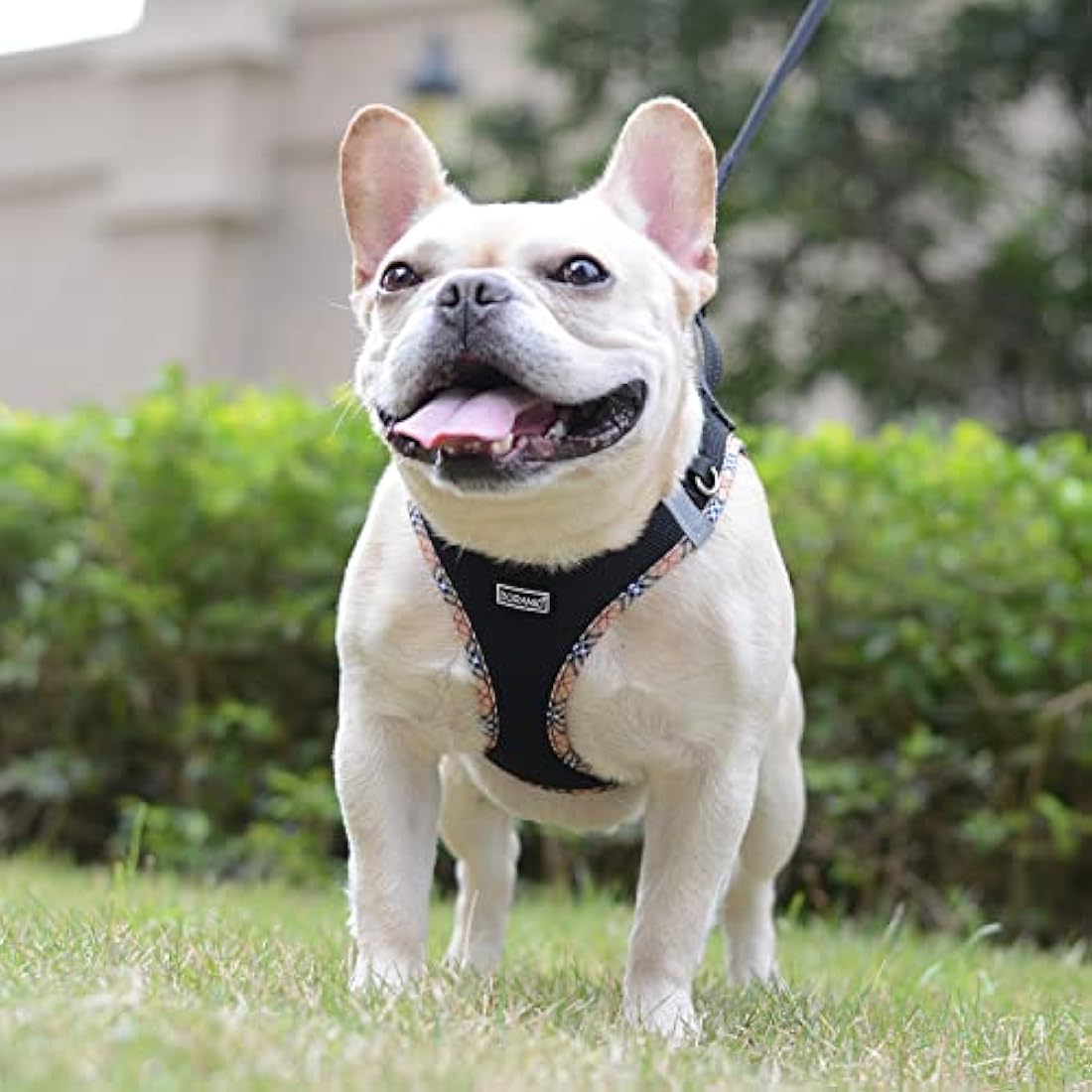 DORAMIO Step-in Dog Harness and Leash Set, Soft Mesh No-Chock Reflective Breathable Easy Walk Lightweight Vest Harnesses with Safety Buckle for Small Dogs, Cats, Puppies (Black Yellow, M)