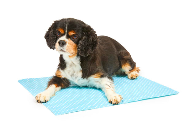 Petface Cooling Summer Dog Coat, 70 cm, Blue