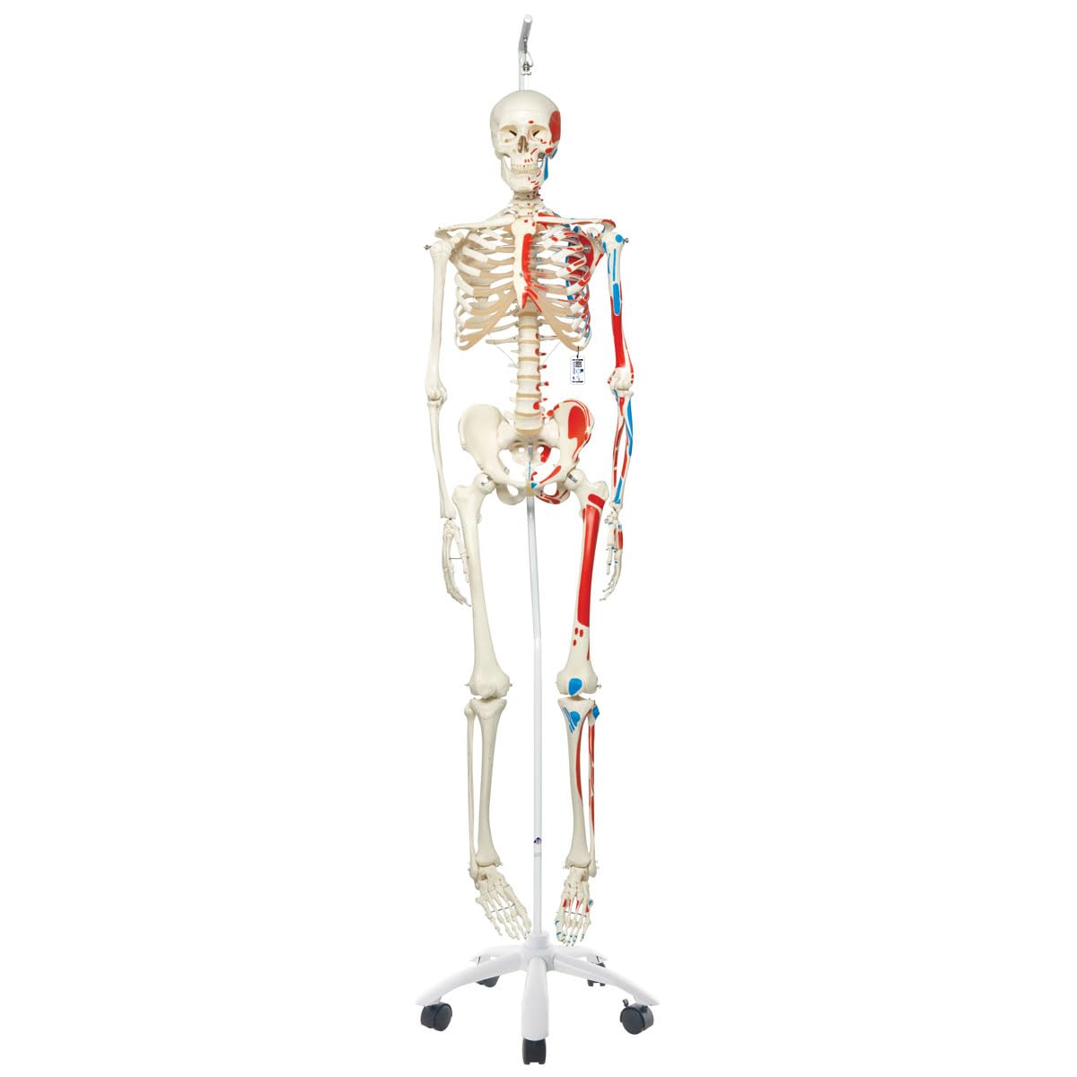 3B Scientific Human Anatomy Skeleton Model Sam - with Muscles and Ligaments, On Hanging Stand A13/1 + free Anatomy App - 3B Smart Anatomy