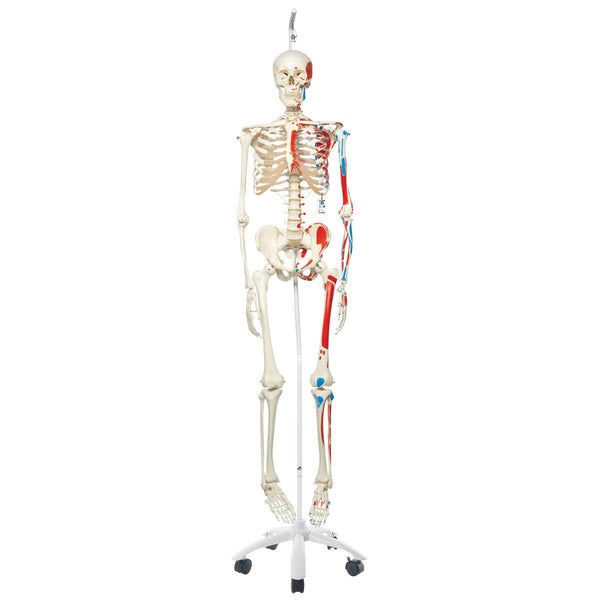 3B Scientific Human Anatomy Skeleton Model Sam - with Muscles and Ligaments, On Hanging Stand A13/1 + free Anatomy App - 3B Smart Anatomy