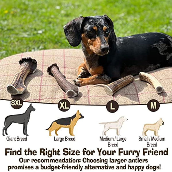 Antler Dog Chews by Antler Chew – 3-Pack Medium (71–90g, From 10cm) | Naturally Shed & Sanded | Long-Lasting, Odourless Chew Toys for Moderate Chewers | Supports Dental Health