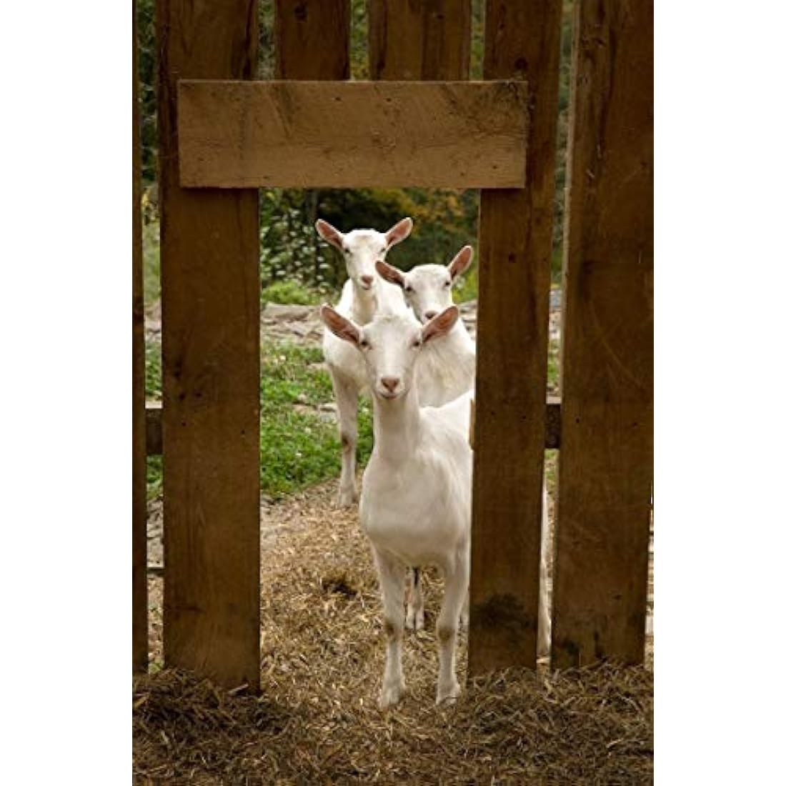 Goats Milk Moisturising Cream 300g by Elegance Natural Skin Care. Formulated for dry, sensitive skin. MULTI AWARD WINNING.