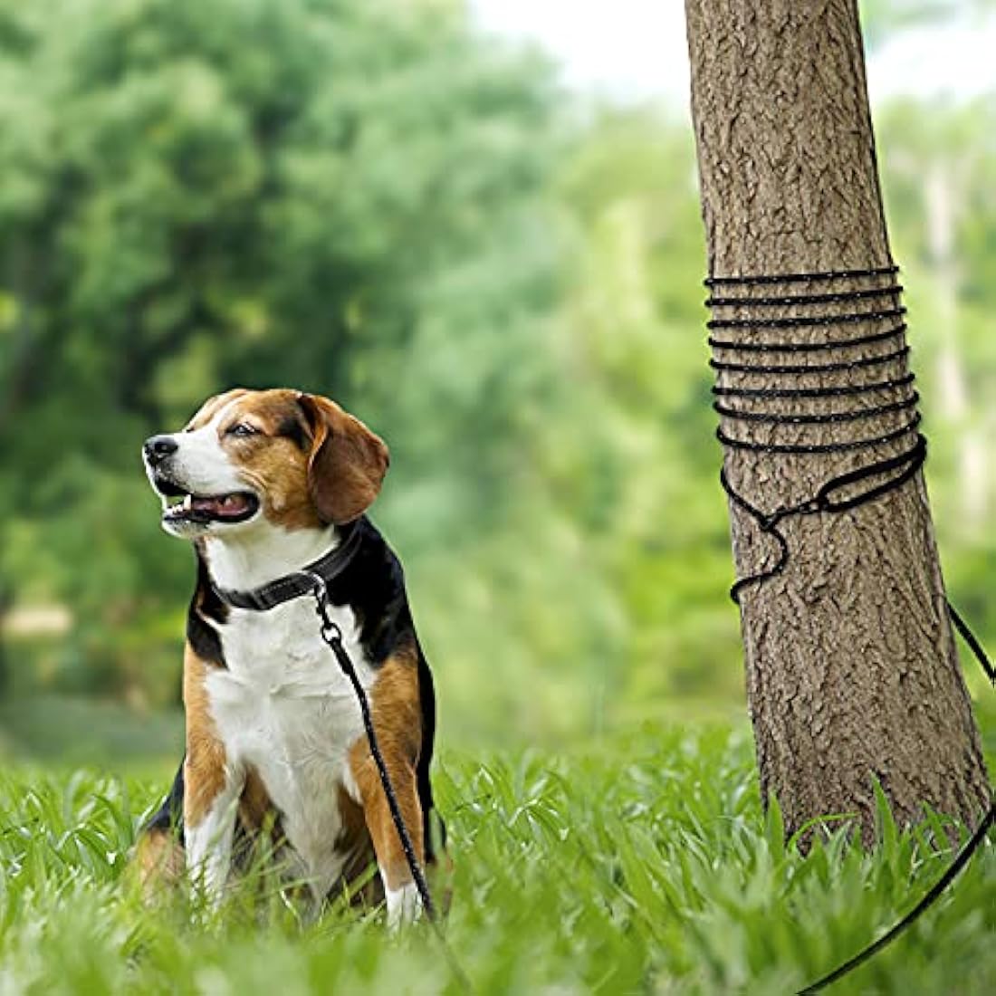 Joytale Long Training Lead for Dogs, 15/10/5M Strong Reflective Dog Training Leads with Soft Handle, Nylon Rope Long Line Dog Leads for Small and Puppy Dogs with 2 Hook Tie out, 15M, Black