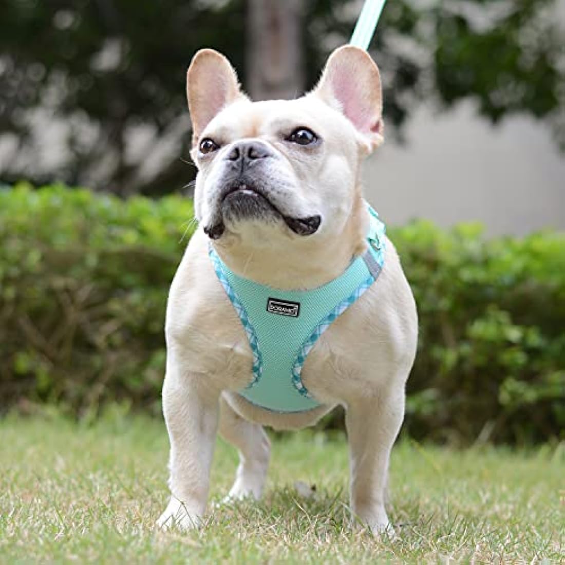 DORAMIO Step-in Dog Harness and Leash Set, Soft Mesh No-Chock Reflective Breathable Easy Walk Lightweight Vest Harnesses with Safety Buckle for Small Dogs, Cats, Puppies (Light Green, XL)