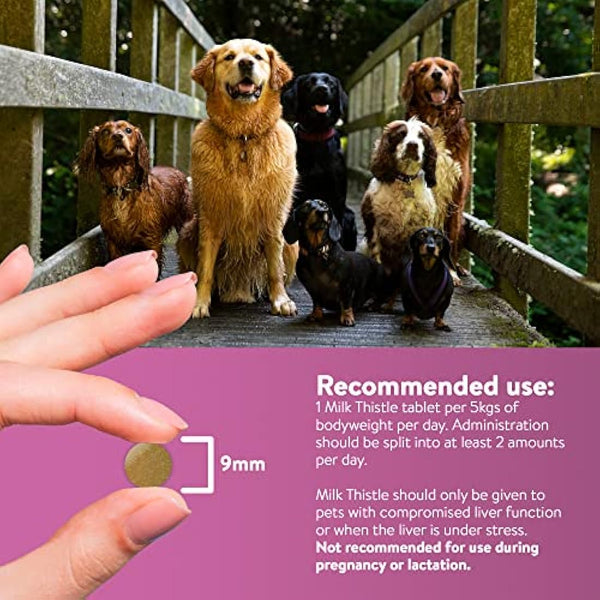 Dorwest Milk Thistle Tablets for Dogs and Cats, 200 Tablets, Supports Liver Function, Antioxidant for Dogs, Immune System Heath, Natural Supplement