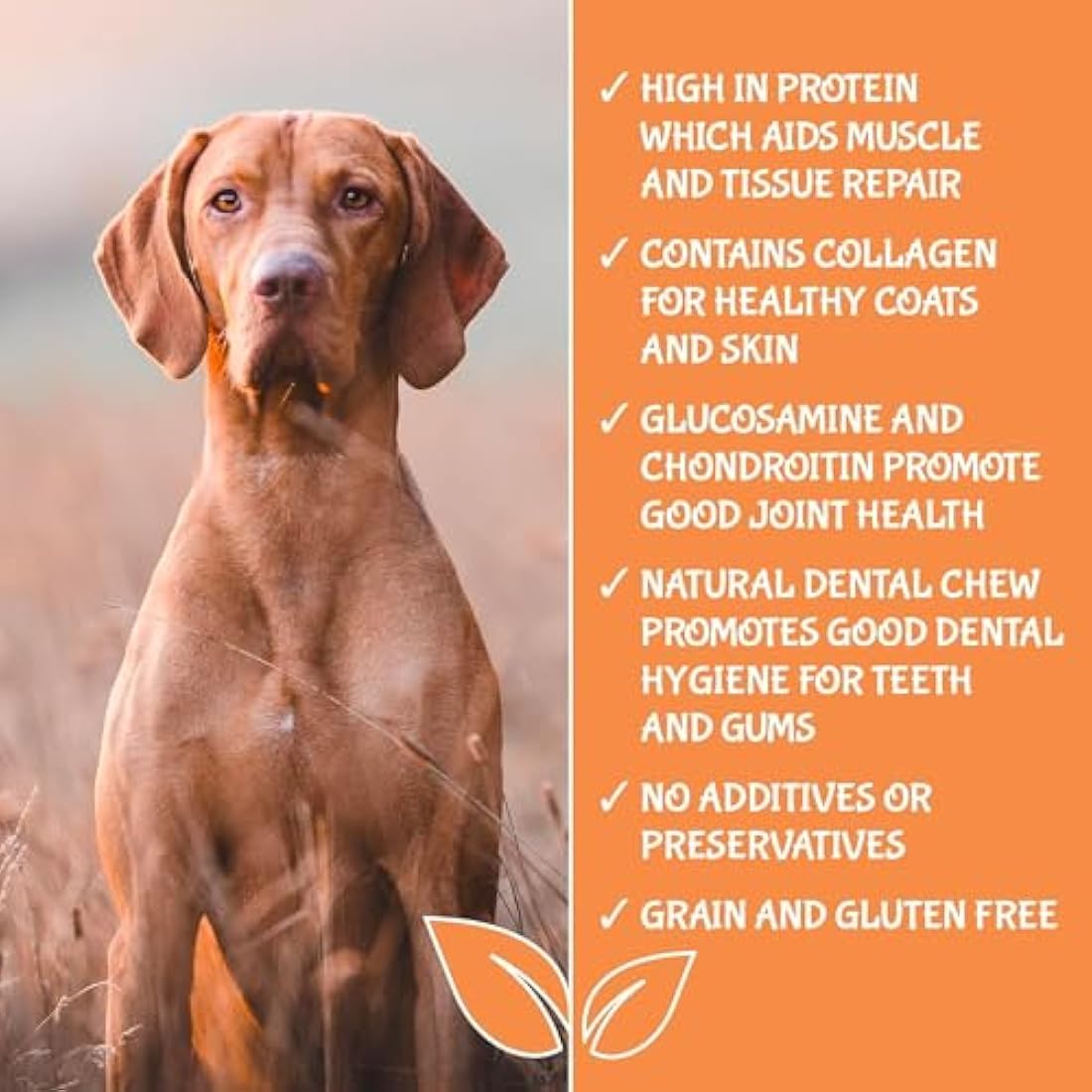 Extra Large Pigs Ears For Dogs 50 PACK - Delicious Tasting Naturally Air-Dried - High in Protein Aids Muscle and Tissue Repair - Contains Collagen for Healthy Coats.
