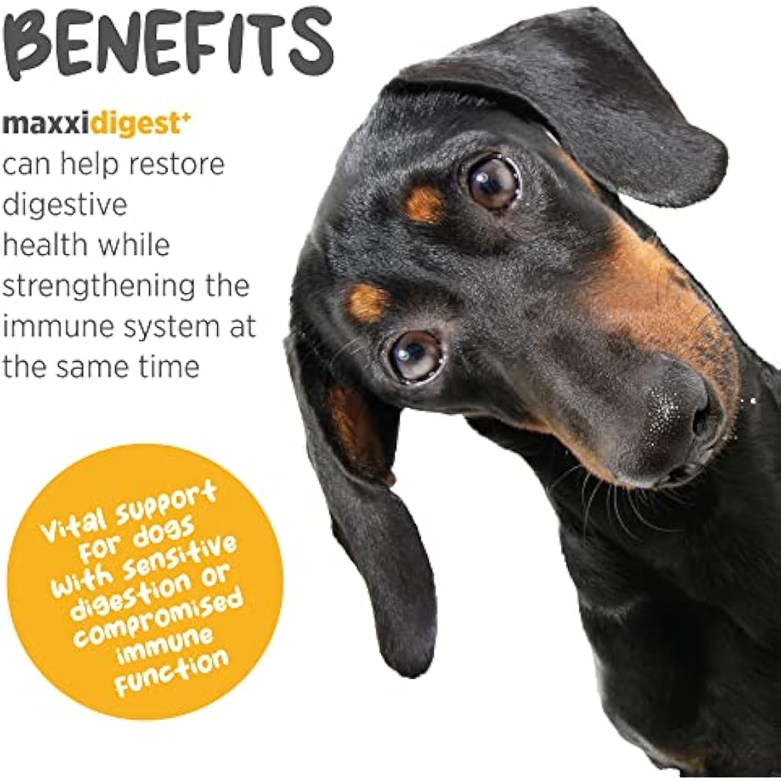 maxxipaws maxxidigest+ Probiotic & Prebiotic Powder Supplement - Digestive & Immune Support for Dogs, 200g