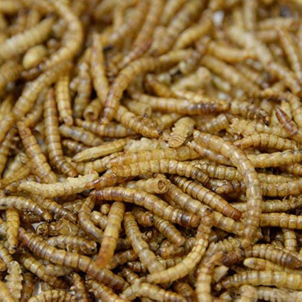 Extra Select Dried Mealworms for Wild Birds: Protein Rich Wild Bird Food for Robins to Hedgehogs - Meal Worms for Garden Birds - 5 Litre Tub