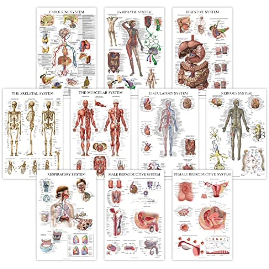 10 Pack - Anatomical Poster Set - LAMINATED - Muscular, Skeletal, Digestive, Respiratory, Circulatory, Endocrine, Lymphatic, Male & Female Reproductive, Nervous System, Anatomy Chart Set - 18" x 24"