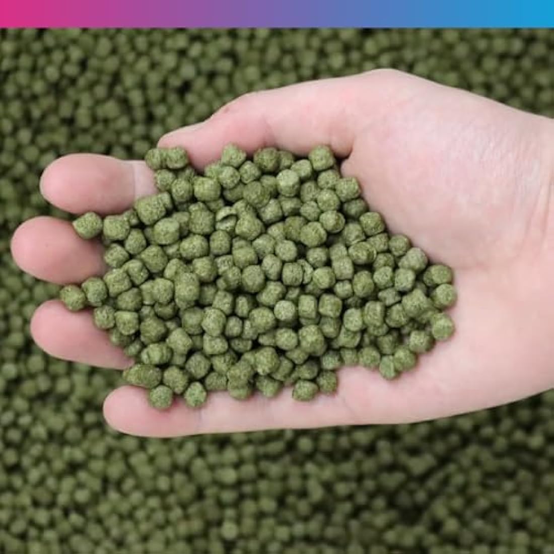 NT Labs Medikoi Staple with Colour Enhancer, Complete Feed For All Pond Fish, Ideal For Spring, Summer and Autumn Feeding, Enhances Colours of Pond Fish, Koi Fish Food (3kg)(6mm)