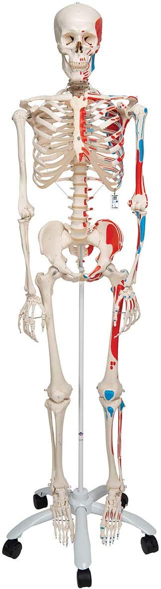 3B Scientific Human Anatomy Skeleton Model Sam - with Muscles and Ligaments, On Hanging Stand A13/1 + free Anatomy App - 3B Smart Anatomy