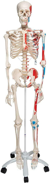 3B Scientific Human Anatomy Skeleton Model Sam - with Muscles and Ligaments, On Hanging Stand A13/1 + free Anatomy App - 3B Smart Anatomy