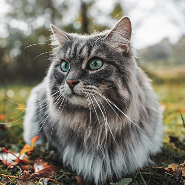 Arden Grange Adult Dry Cat Food Sensitive, Fish, 2 Kg