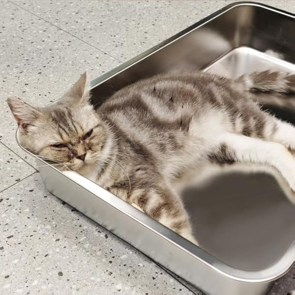 IKITCHEN Stainless Steel Cat Litter Box, Large Metal Litter Pan for Cats Rabbits, Never Absorbs Odors,Stain Free, Rustproof, Non Stick Smooth Surface, Anti-slip Rubber Bottom, 23.5"L x 15.5"W x 4"H