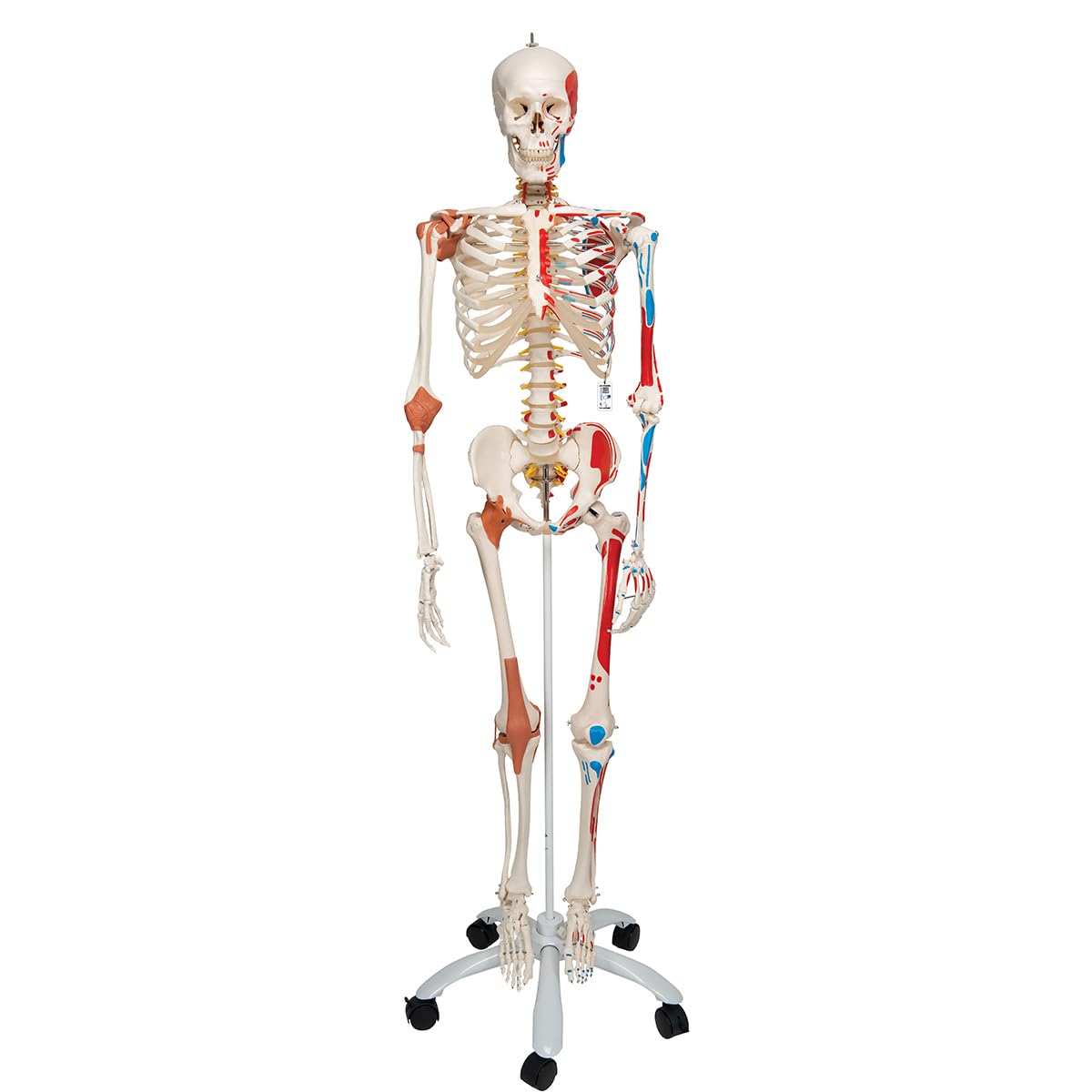 3B Scientific Human Anatomy Skeleton Model Sam - with Muscles and Ligaments, On Hanging Stand A13/1 + free Anatomy App - 3B Smart Anatomy