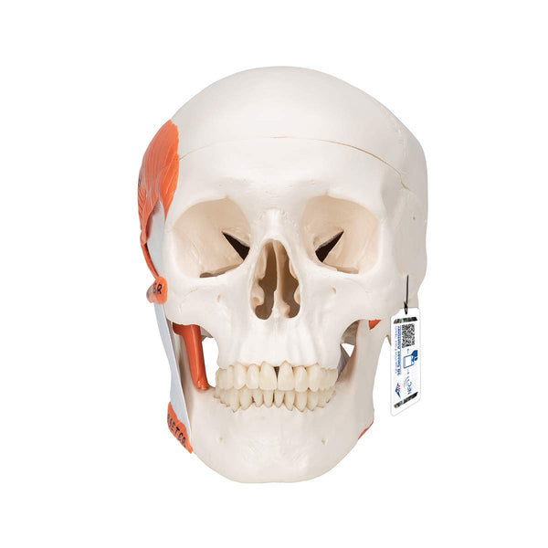 3B Scientific A24 Human Anatomy - TMJ Human Skull Model with Masticator Muscles, Magnetic Connections, 2 Part + free Anatomy App - 3B Smart Anatomy
