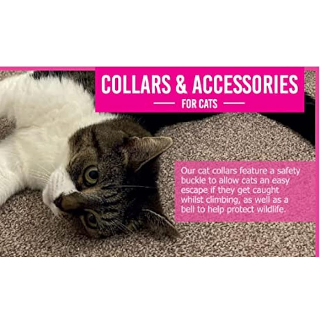 Ancol Safety Cat Collar in Turquoise Leopard Print - Comfortable Pet Accessory with Break Away Buckle - Kitten Training Walking Neckband