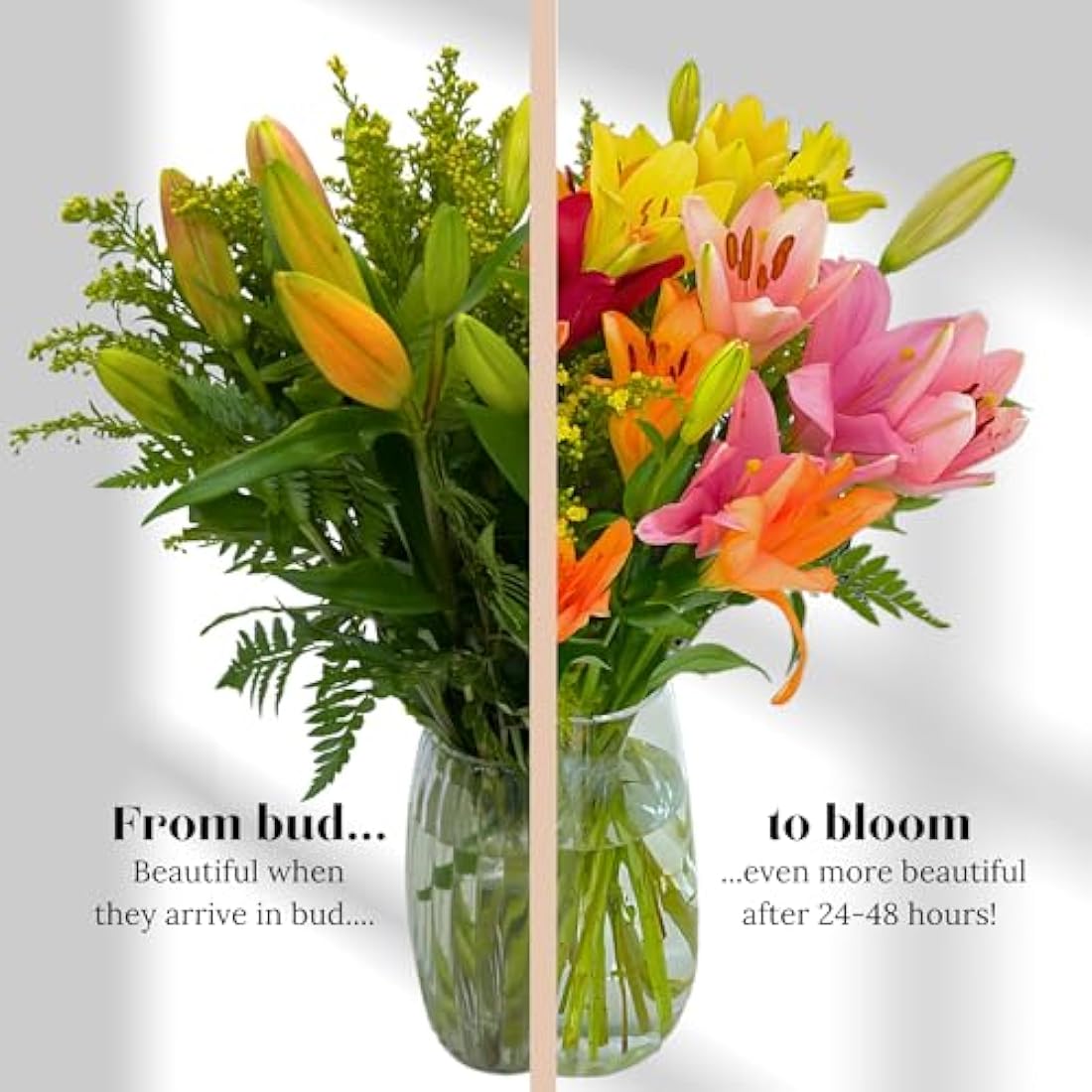 Homeland Florists Asiatic Lily Fresh Flowers Delivery Next Day Prime, Send a Luxury Gift Wrapped Bouquet of Lilies with Personalised Handwritten Card