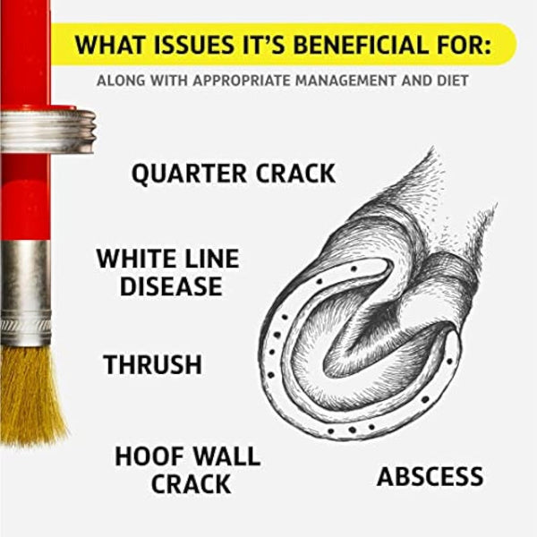 Hoof Doctor - White Line | Thrush | Abscesses | Quarter Crack | Seedy Toe | Corns and Sole Bruises - 100% All-Natural Hoof Care Product - Birch Bark Extract, Betulin, Omega-3 with Vits A & D (16 Oz)