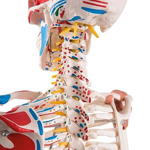 3B Scientific Human Anatomy Skeleton Model Sam - with Muscles and Ligaments, On Hanging Stand A13/1 + free Anatomy App - 3B Smart Anatomy