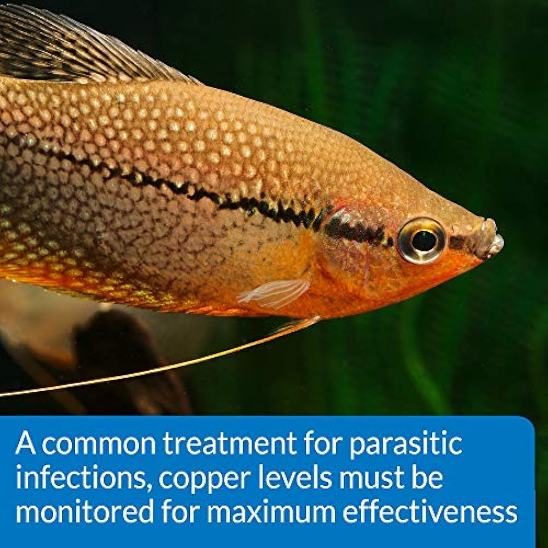 API COPPER TEST KIT 90-Test Aquarium Water Test Kit