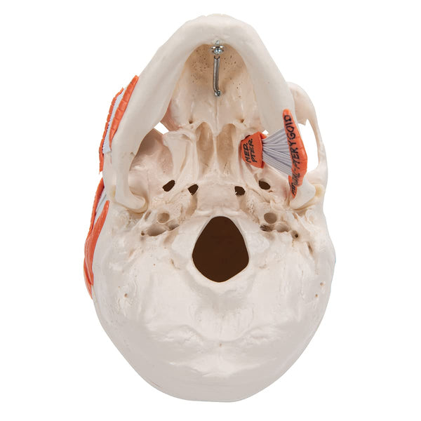 3B Scientific A24 Human Anatomy - TMJ Human Skull Model with Masticator Muscles, Magnetic Connections, 2 Part + free Anatomy App - 3B Smart Anatomy