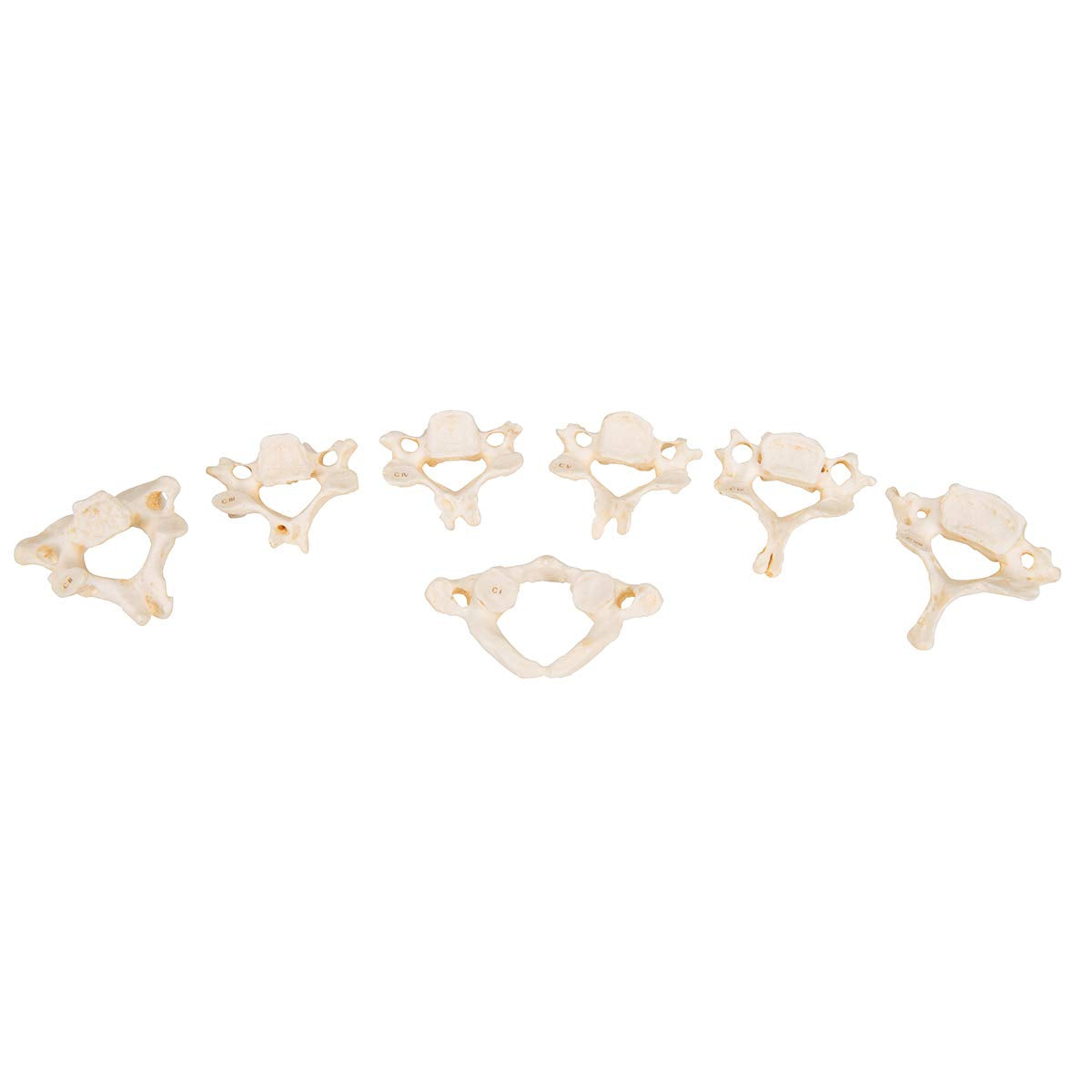 3B Scientific Set of 24 Bonelike Vertebrae + free Anatomy App - 3B Smart Anatomy A793