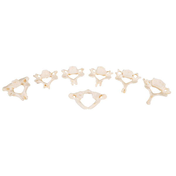 3B Scientific Set of 24 Bonelike Vertebrae + free Anatomy App - 3B Smart Anatomy A793