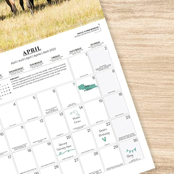 Grupo Erik Horses Wall Calendar 2023 12' x 12' FSC| 12 Month Planner | Square Wall Calendar 2023 | Family Planner Calendar 2023 | Horse Calendar 2023 | + 4 Bonus Months