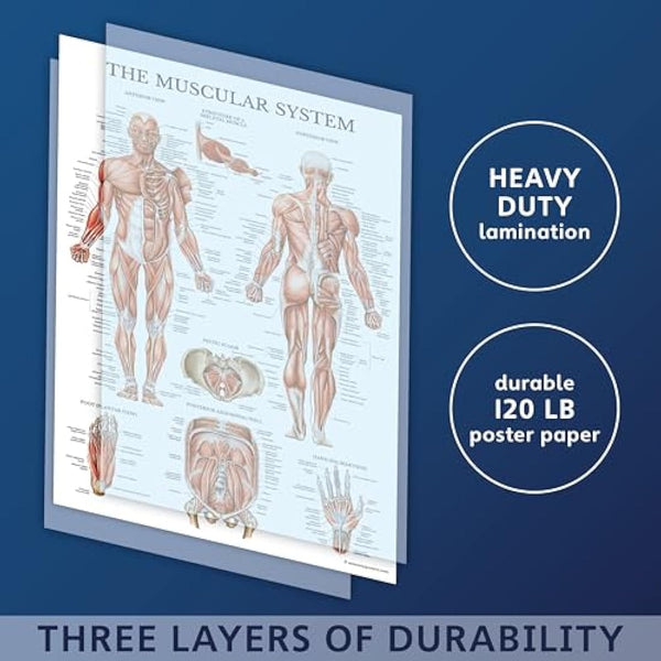 10 Pack - Anatomical Poster Set - LAMINATED - Muscular, Skeletal, Digestive, Respiratory, Circulatory, Endocrine, Lymphatic, Male & Female Reproductive, Nervous System, Anatomy Chart Set - 18" x 24"