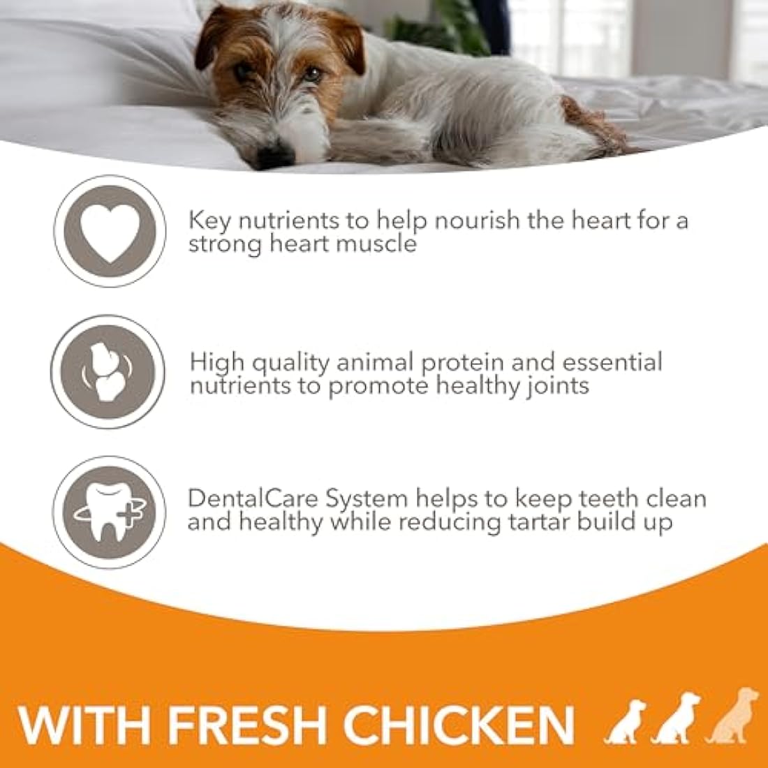 IAMS Senior Small Medium Complete Dry Dog Food Chicken 12kg - With DentalCare System