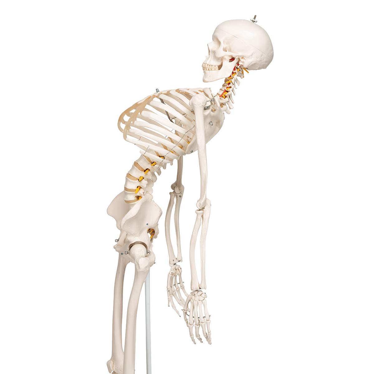 3B Scientific Human Anatomy Skeleton Model Sam - with Muscles and Ligaments, On Hanging Stand A13/1 + free Anatomy App - 3B Smart Anatomy