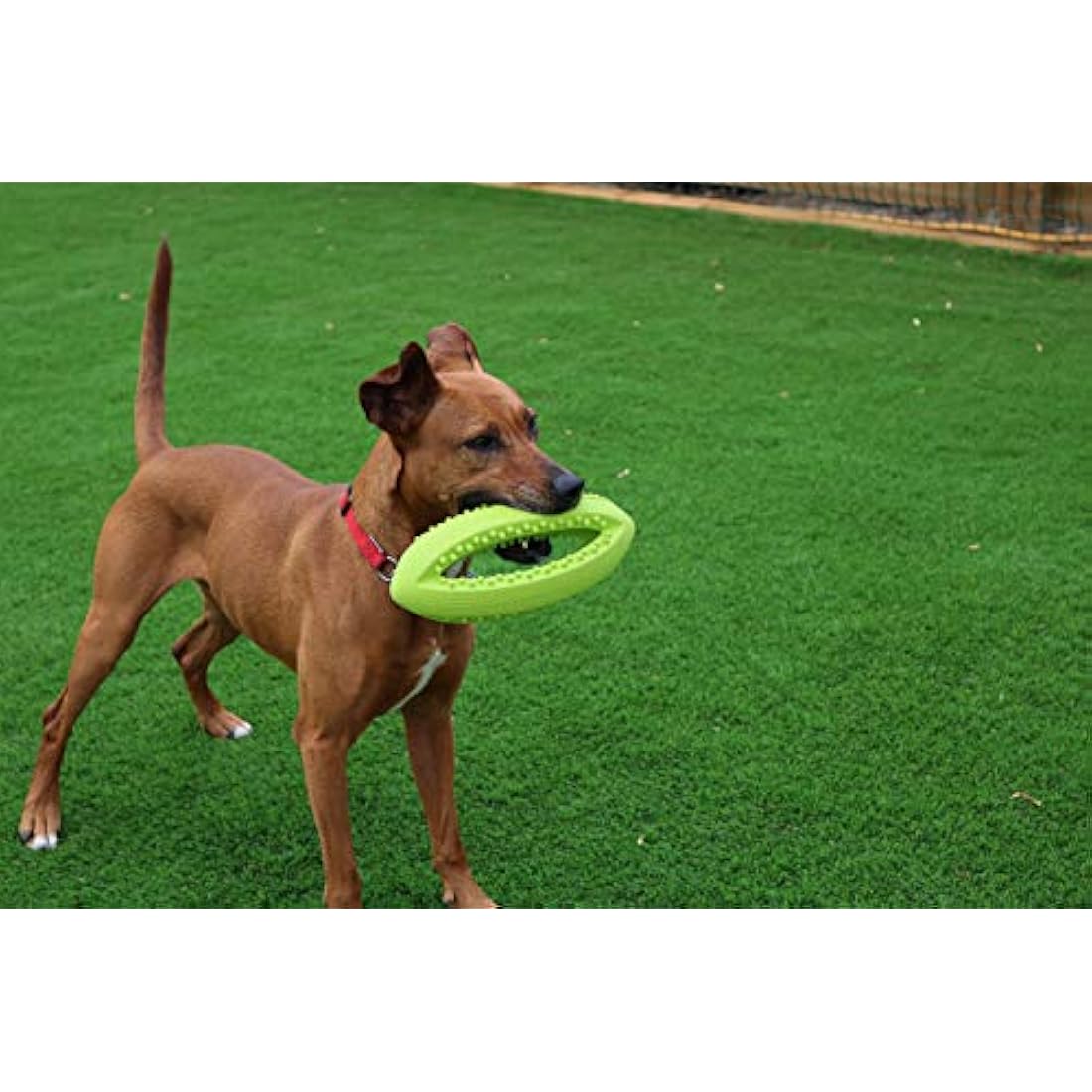 Happy Pet Grubber Rugby Ball Dog Toy Strong Fun Interactive Bouncy Chewing Outdoor Playing Catch Fetch Lightweight Tugging Pulling for All Breeds