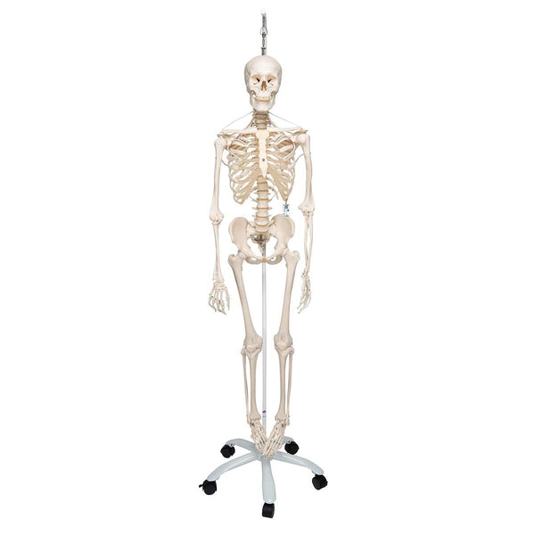 3B Scientific Human Anatomy Skeleton Model Sam - with Muscles and Ligaments, On Hanging Stand A13/1 + free Anatomy App - 3B Smart Anatomy