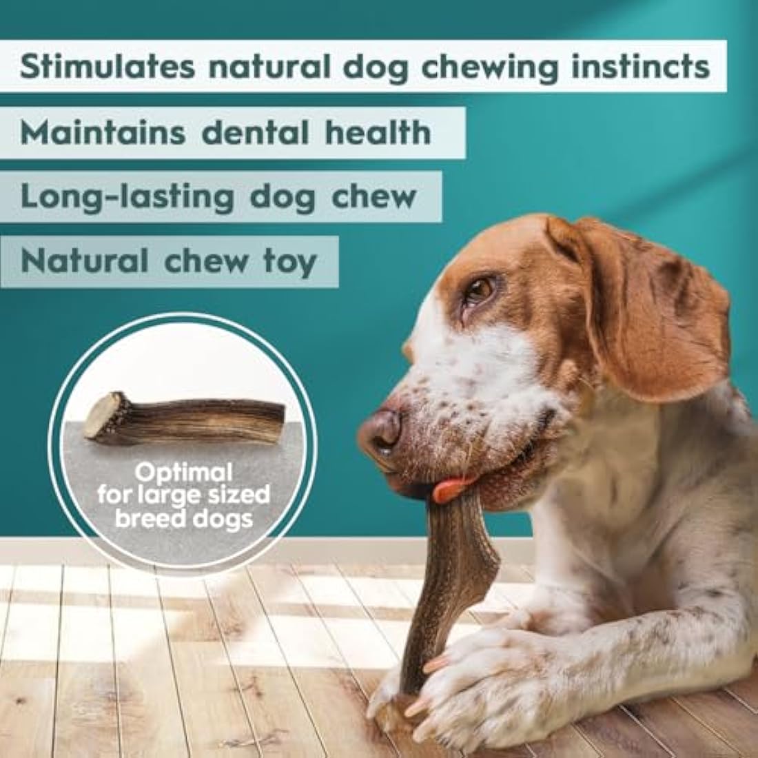 AmeizPet Antler Chews For Dogs - All Natural Dog Chews, Long Lasting Elk Antler Bones for Dog, Durable Deer Antlers For Dogs – 2pcs XL Size Deer Antlers