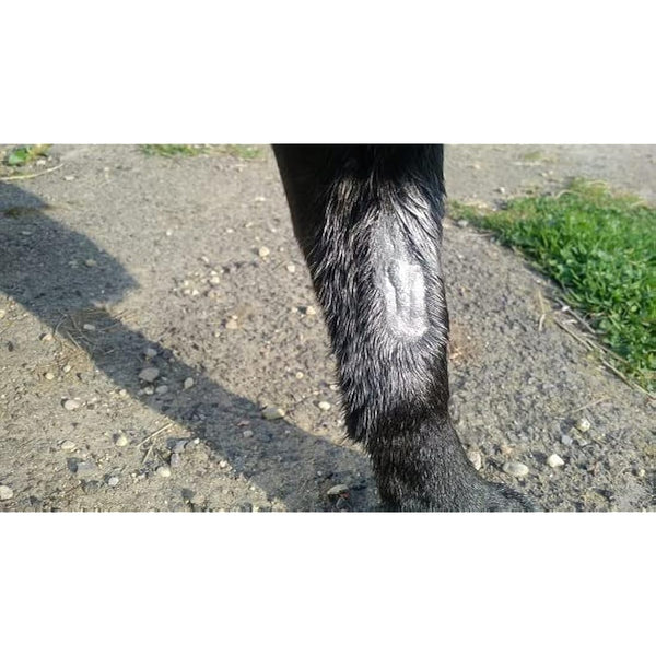 Aqueos Spray on Plaster for Dogs, Cats, Horses and All Animals - Protects Minor Wounds from Germs, Insect and Fly for use in Dog First Aid Kit / 200ml