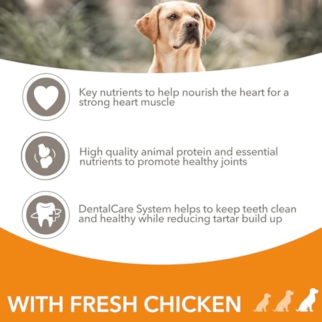 IAMS Senior Large Complete Dry Dog Food Chicken 12kg - With DentalCare System