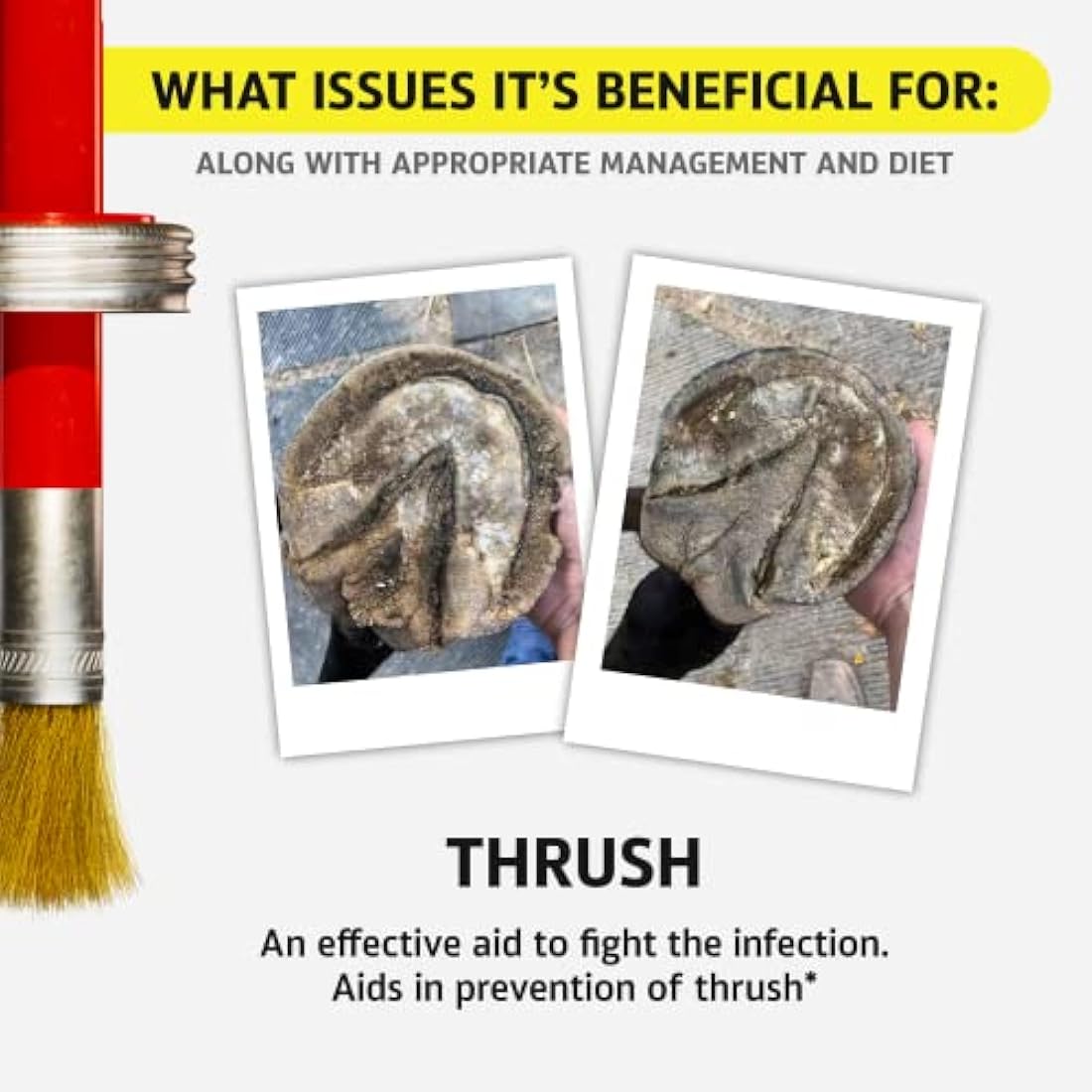 Hoof Doctor - White Line | Thrush | Abscesses | Quarter Crack | Seedy Toe | Corns and Sole Bruises - 100% All-Natural Hoof Care Product - Birch Bark Extract, Betulin, Omega-3 with Vits A & D (16 Oz)