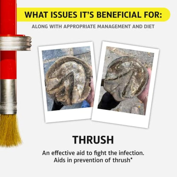 Hoof Doctor - White Line | Thrush | Abscesses | Quarter Crack | Seedy Toe | Corns and Sole Bruises - 100% All-Natural Hoof Care Product - Birch Bark Extract, Betulin, Omega-3 with Vits A & D (16 Oz)