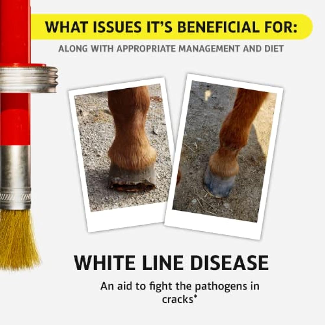 Hoof Doctor - White Line | Thrush | Abscesses | Quarter Crack | Seedy Toe | Corns and Sole Bruises - 100% All-Natural Hoof Care Product - Birch Bark Extract, Betulin, Omega-3 with Vits A & D (16 Oz)