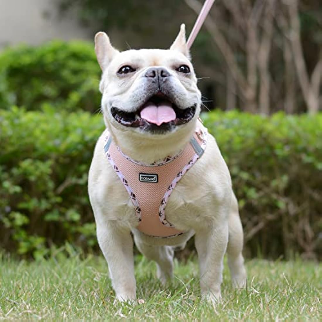 DORAMIO Step-in Dog Harness and Leash Set, Soft Mesh No-Chock Reflective Breathable Easy Walk Lightweight Vest Harnesses with Safety Buckle for Small Dogs, Cats, Puppies (Champagne, XXS)