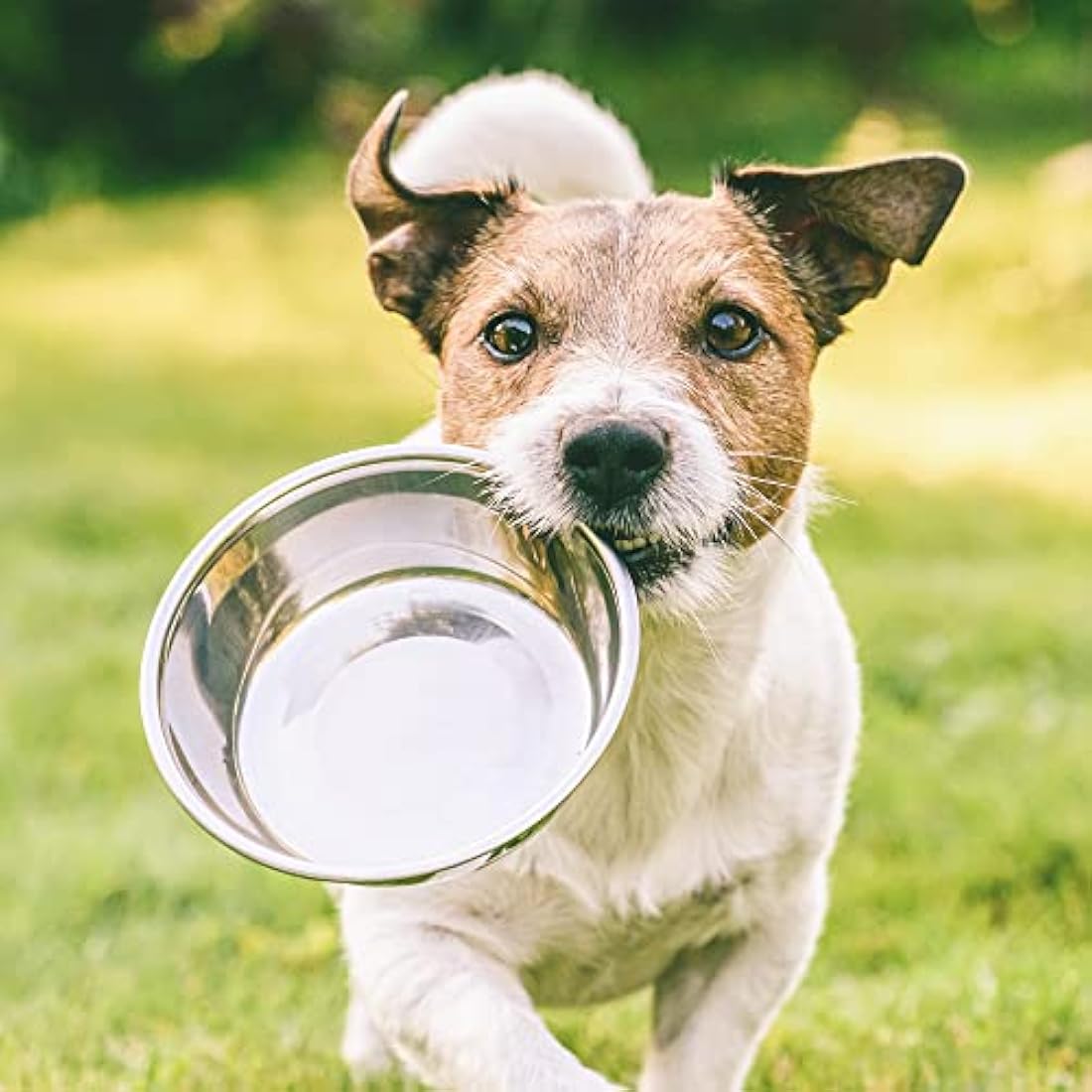 Arden Grange Adult Dry Dog Food with Fresh Salmon and Rice, 12 kg