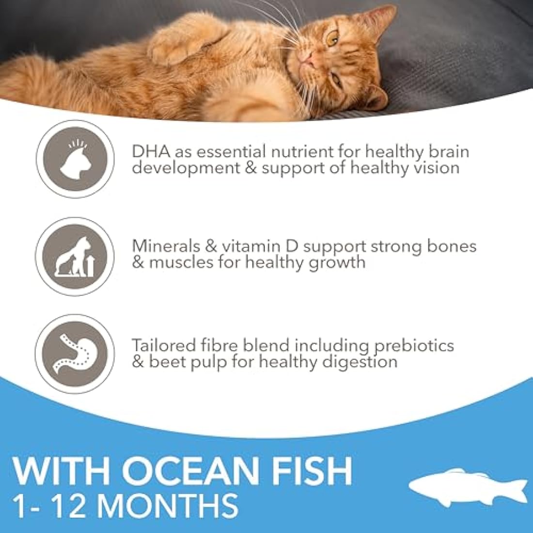 IAMS Kitten Complete Dry Cat Food Ocean Fish 10kg - For Healthy Growth