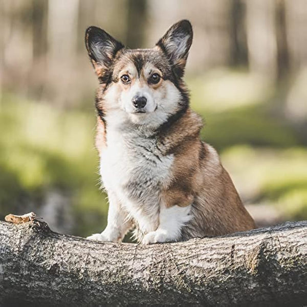 Arden Grange Adult Mini Dry Dog Food Chicken & Rice, 2 kg