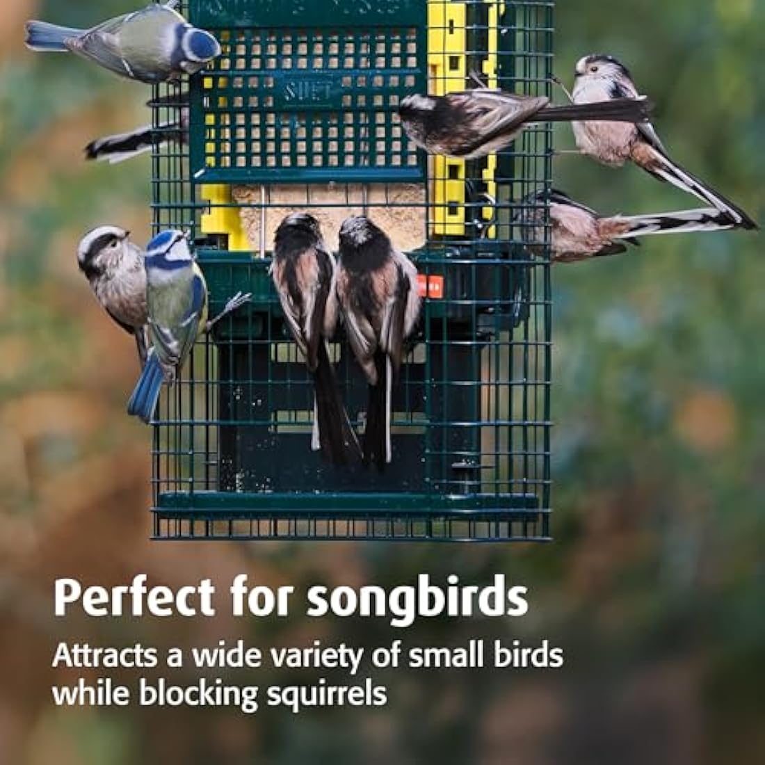 Squirrel-proof Bird Feeder for Suet Cakes - Jacobi Jayne Squirrel Buster Suet – Pigeon Proof Metal Bird Suet Feeder for Wild Birds – Easy Clean Hanging Suet Bird Feeder for Garden Birds