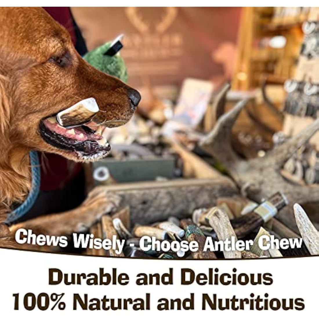 Antler Chew – Super Extra Large Antler Dog Chew (350–450g, From 17cm) | Naturally Shed & Sanded | Long-Lasting, Odourless Chew for Moderate Chewers | Supports Dental Health