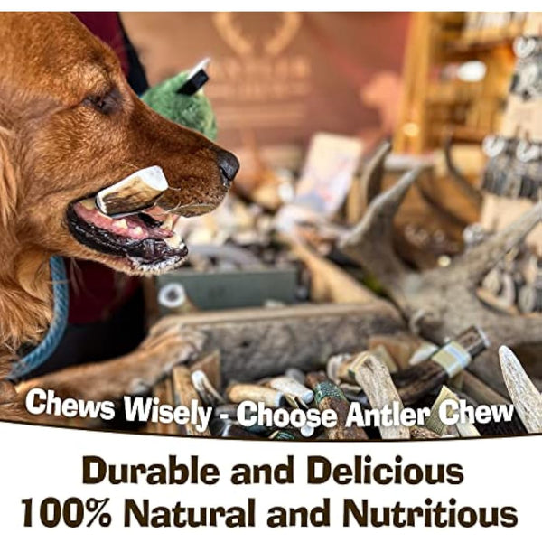 Antler Chew – Super Extra Large Antler Dog Chew (350–450g, From 17cm) | Naturally Shed & Sanded | Long-Lasting, Odourless Chew for Moderate Chewers | Supports Dental Health