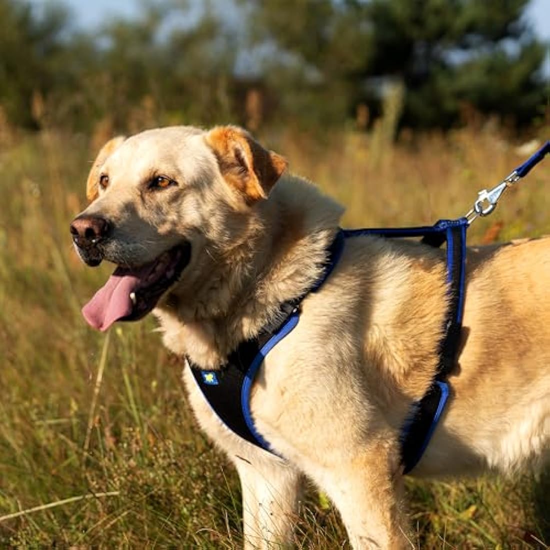 Ferplast Large Size Dog Harness ERGOCOMFORT LARGE, Adjustable Dog Harness, Comfortable, Padded, Double Micro-adjustment Closure, Quick Release, Blue