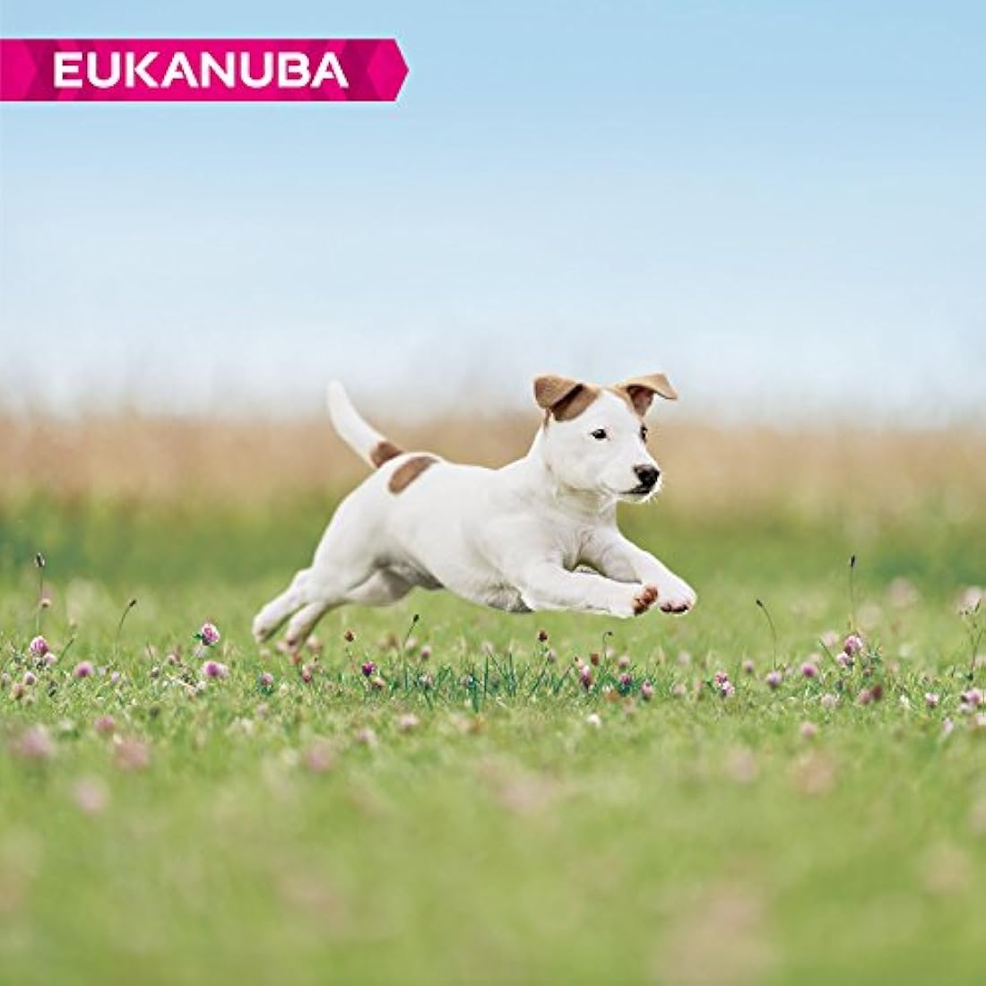 Eukanuba Complete Dry Dog Food for Puppy Small Breeds with Fresh Chicken 3 kg