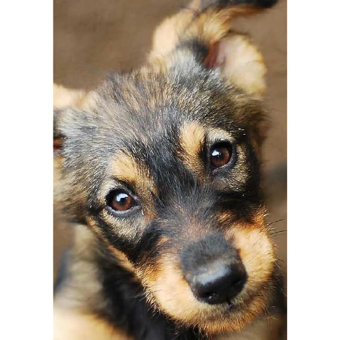 Ancol Small Bite Stars Collar and Lead Set Blue Adjustable Design for Puppies and Small Dogs - 1m Lead with Soft Webbing - 20-30cm